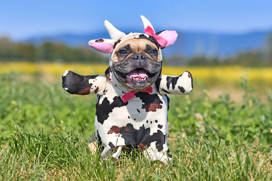  French Bulldog Dog Wearing Cow Costume 