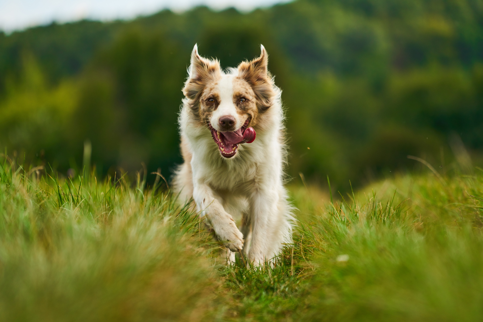 australian shepherd dog running fast